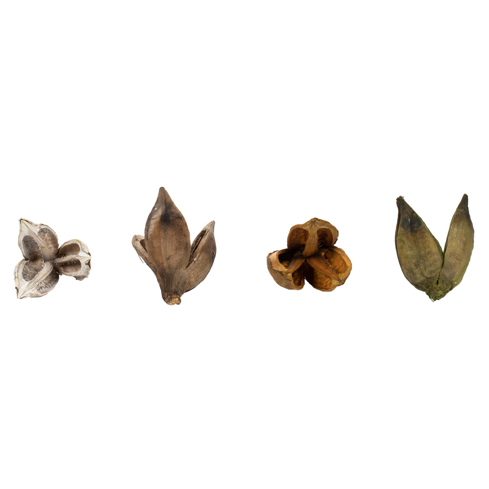 3-4 in. Assorted Sora Pods