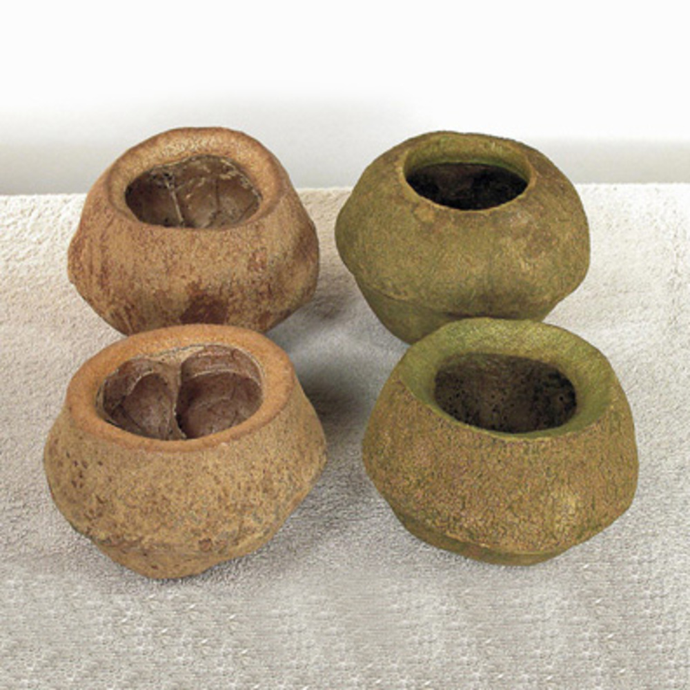 5-7 in. Natural Sapa Pod
