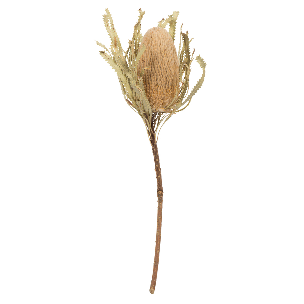 12-18 in. Jumbo Natural Banksia Flower Stems