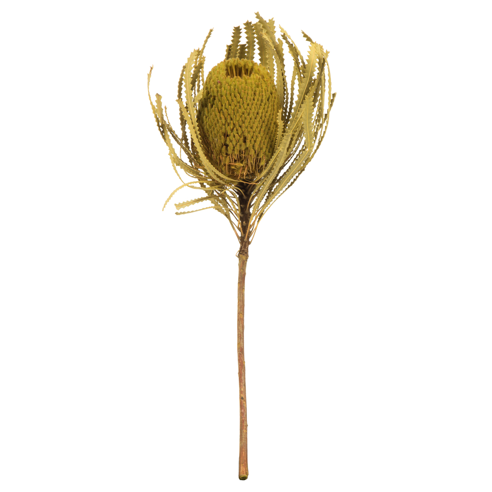 12-18 in. Basil Banksia Flower Stems
