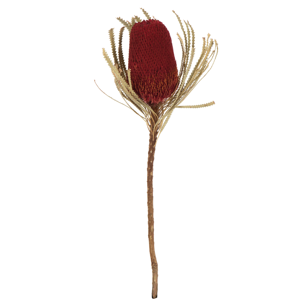 12-18 in. Jumbo Red Banksia Flower Stems
