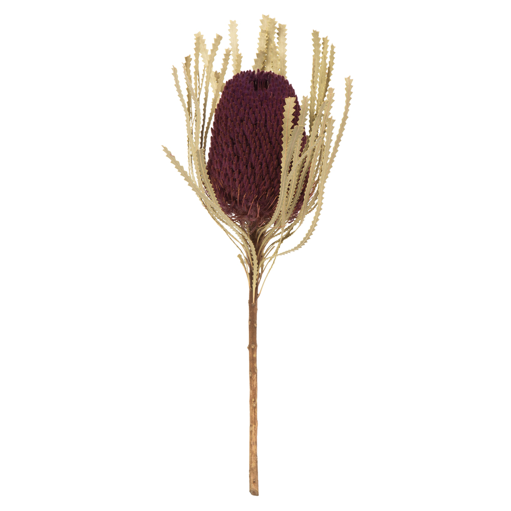 12-18 in. Jumbo Violet Banksia Flower Stems