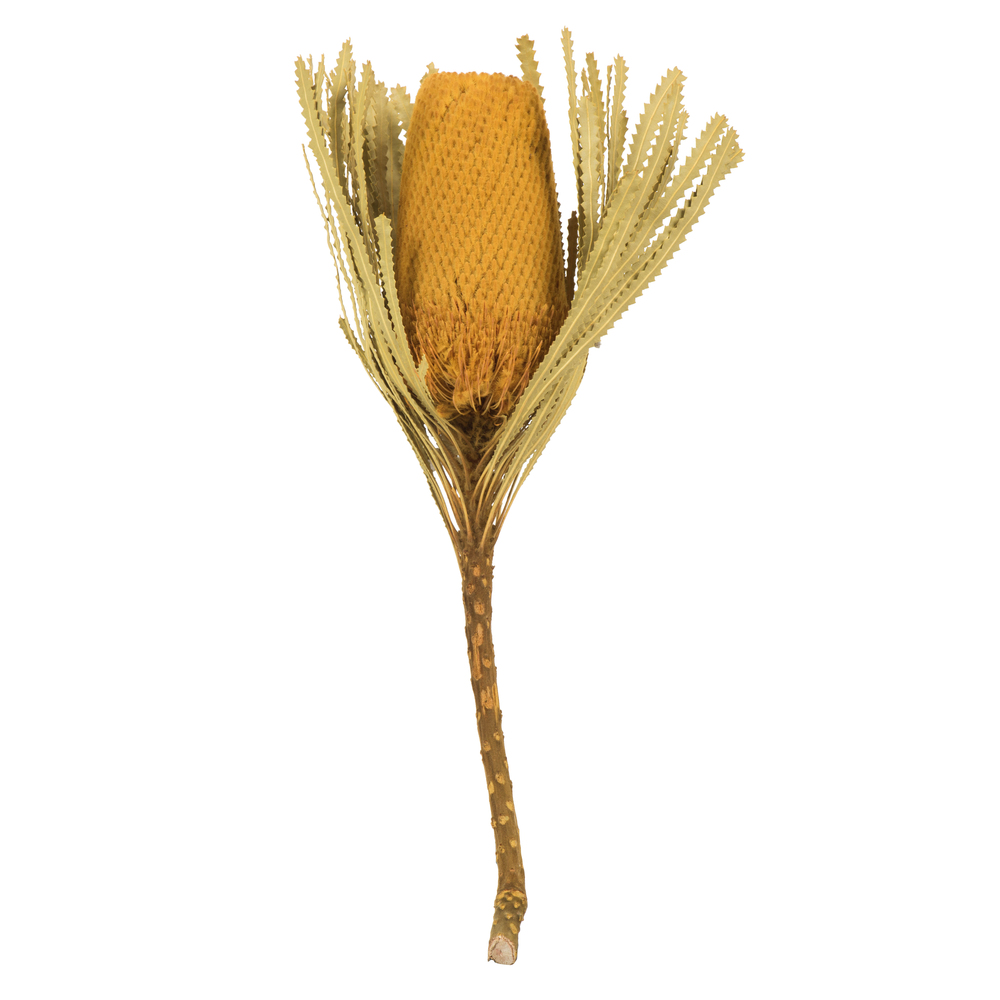 12-18 in. Yellow Banksia Flower Stems