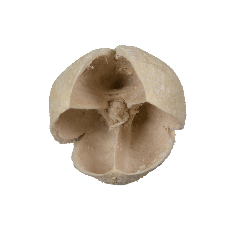 0.78 in. Bakuli, Bleached