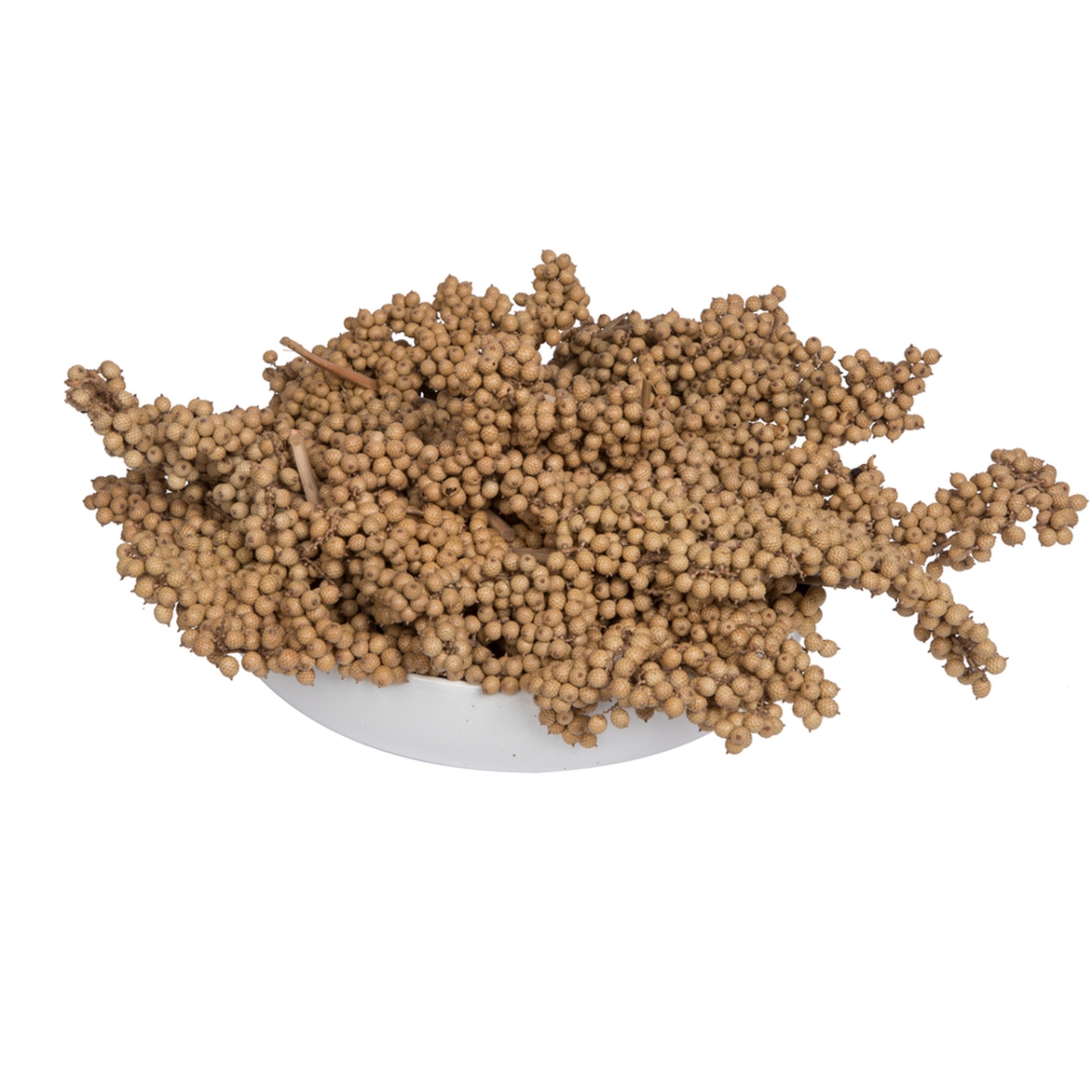 6 - 8 in. Canella Special Botanicals, Natural - 25 Piece