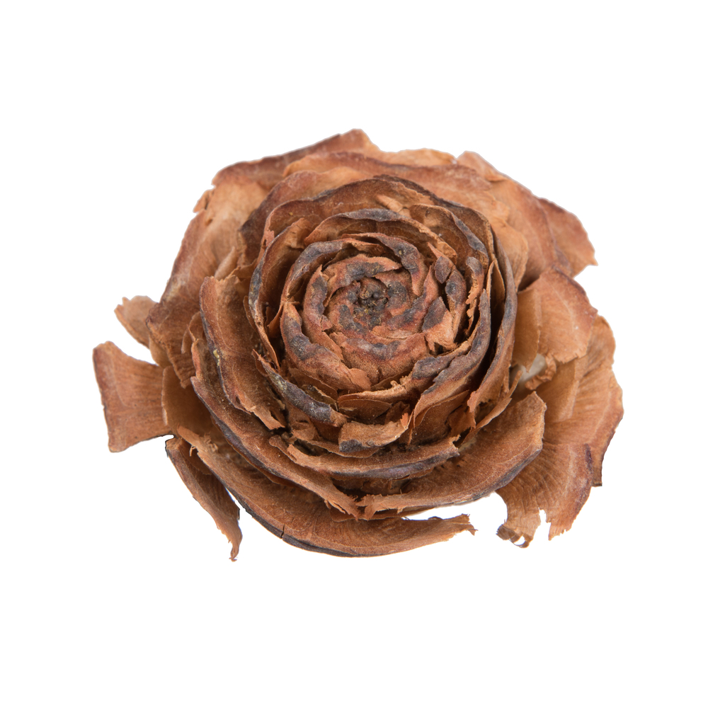 1.5-2 in. Botanicals Cedar Rose, Natural - 100 Piece per Pack