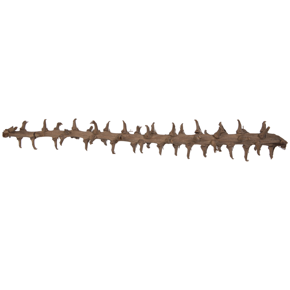32 in. Coco Exotica Tree, Natural - 2 Piece per Pack