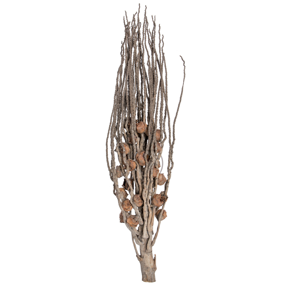 32 in. Coco Jhar, Natural - 10 Piece
