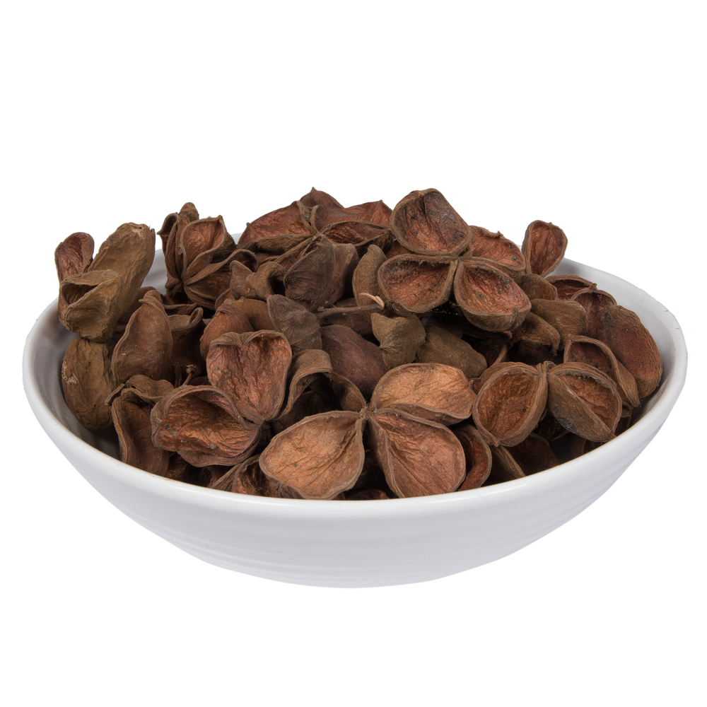 3.2-4 in. Land Lotus, Natural - 50 Piece per Pack