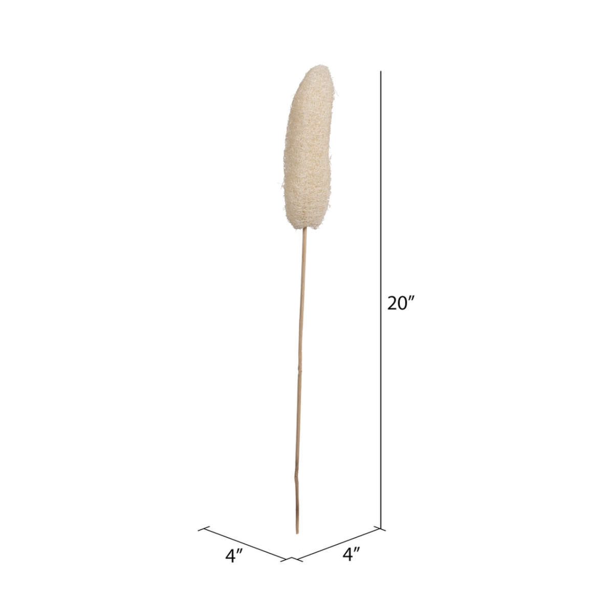 20 in. Luffa on Stem Botanicals, Bleach - Pack of 25