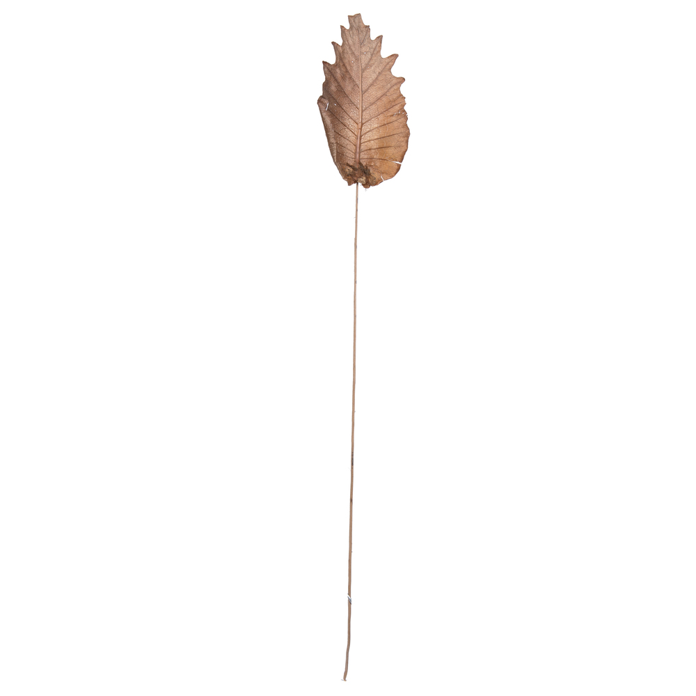 20 in. Botanicals Oak Leaf - Ting, Natural - 100 Piece per Pack