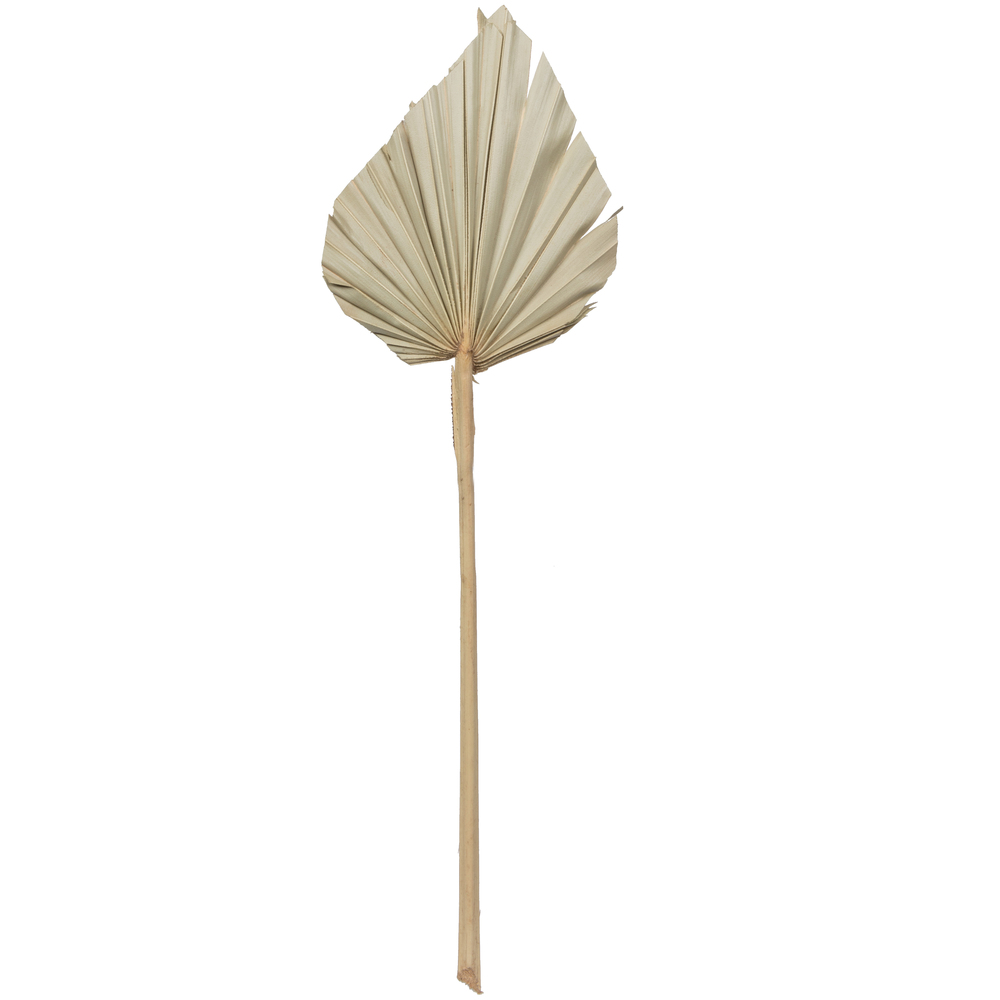 20 in. Palm Spear, Natural - 50 Piece per Pack