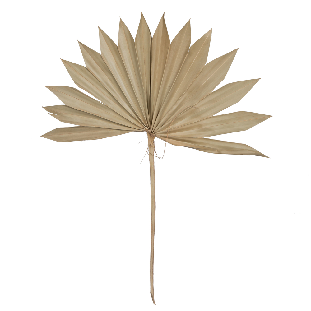 20 in. Palm Sun Spear, Natural - 50 Piece per Pack