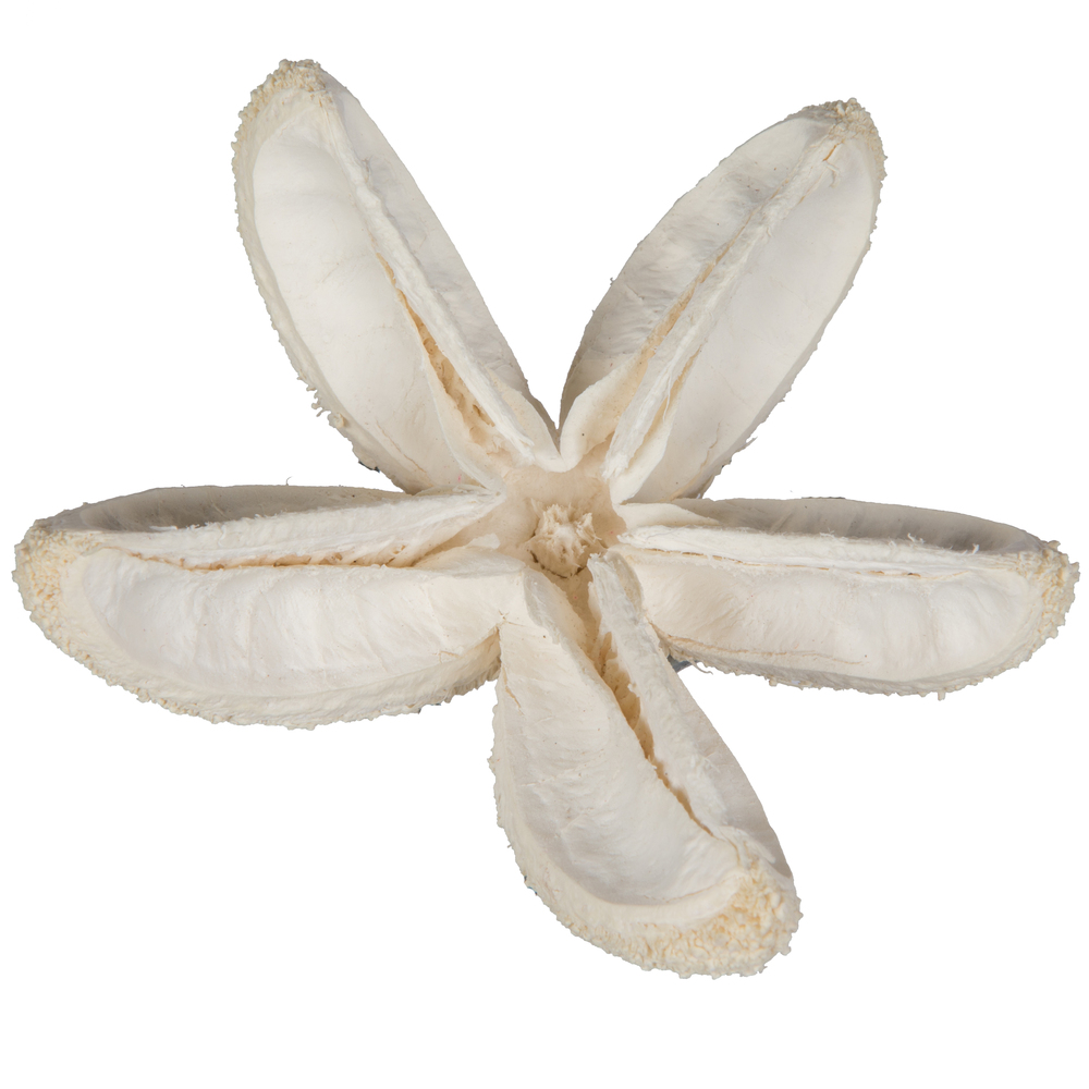 2.36 in. Bullet Artificial Flower, Bleached - 50 Piece per unit