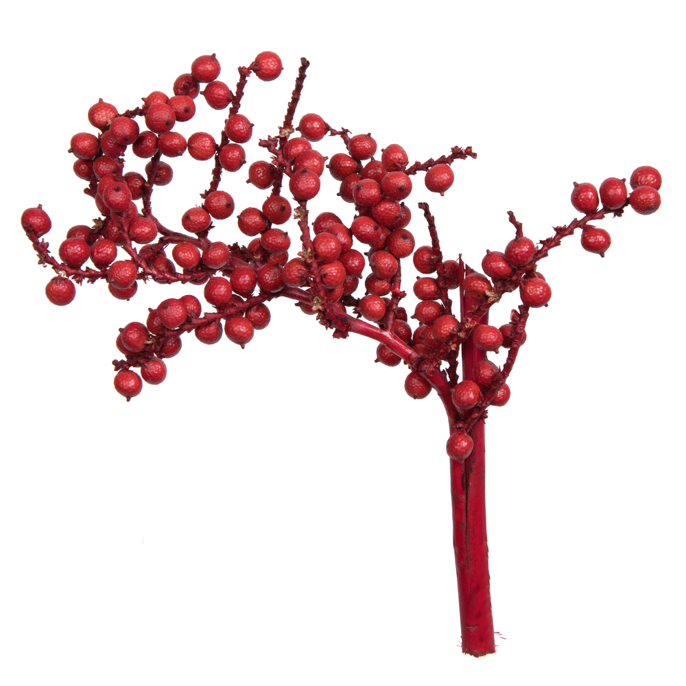 6 in. Natural Botanicals Canella Special Red Coated - 25 Piece