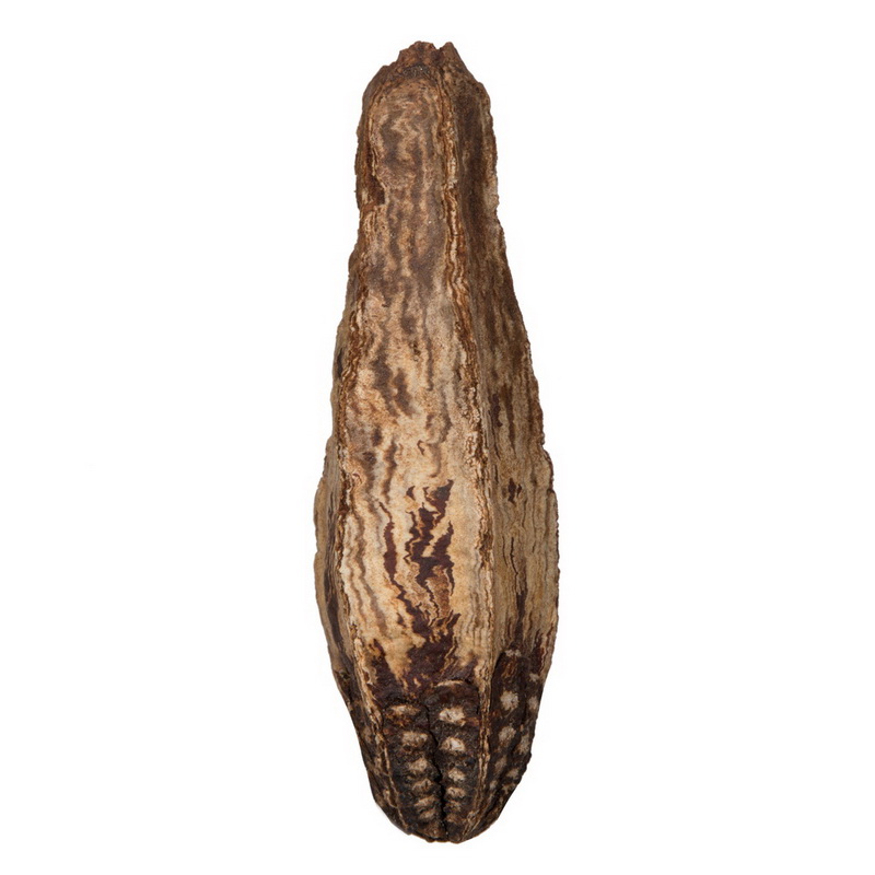 2.8 in. Mahogany Pods Botanicals, Natural - 100 Piece