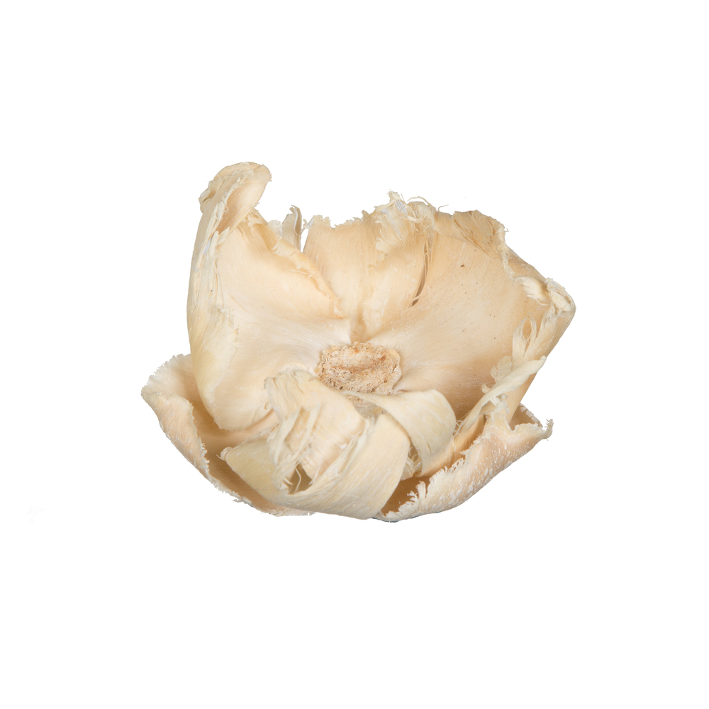 2.75 in. Palm Cap, Bleached - 25 Piece