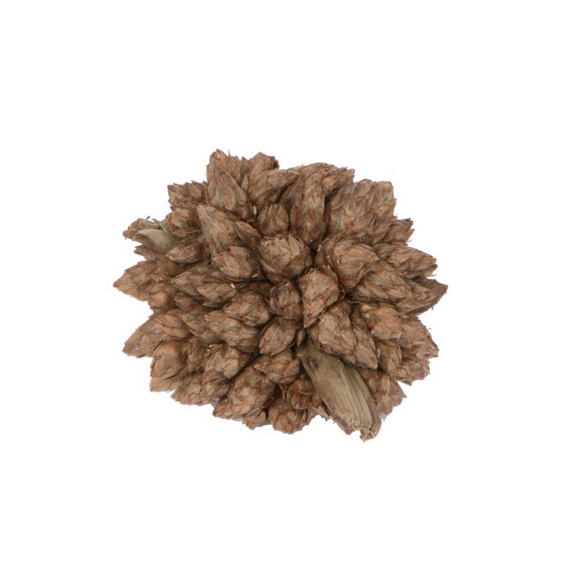 0.8 in. 2 kg Star Flower Botanicals, Natural