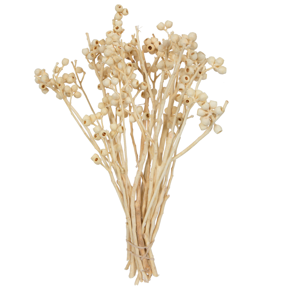 14 x 1-3 in. Natural Botanicals Ambernut Branch, Bleached - 20 Piece Bunch