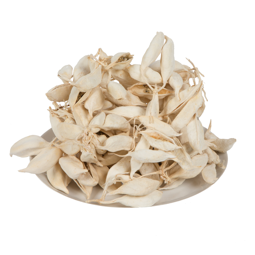 3 in. Brachychiton Bleached Pod