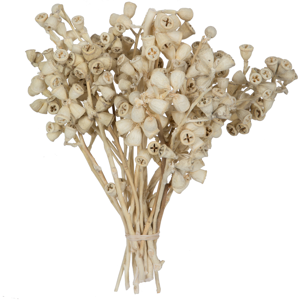 11 x 2-4 in. Conical Gum Bunch Flowering Foliage, Bleached - 20 Piece