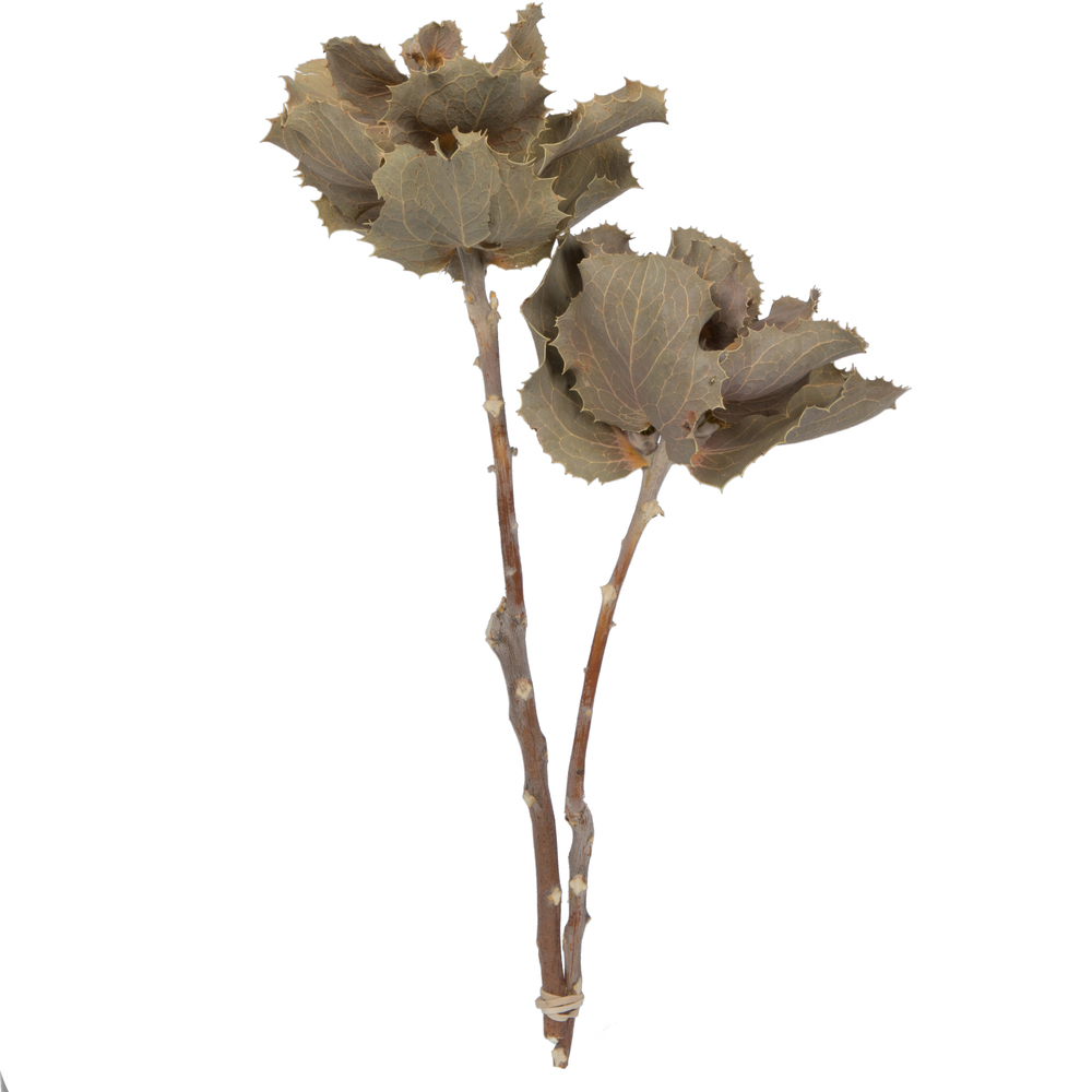 14 x 6 in. Hakea Victoria Small 2 Head Bunch