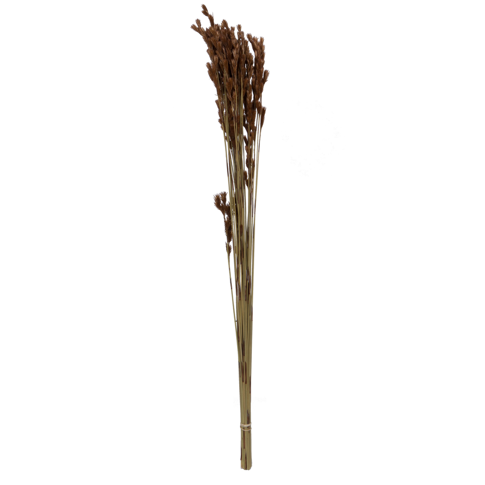 33 x 5 in. 3.5 oz Thatch Bunch Reed, Natural