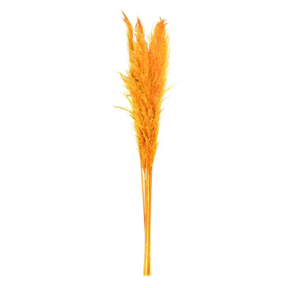 46 in. Pampas Grass, Aspen Gold - Pack of 6