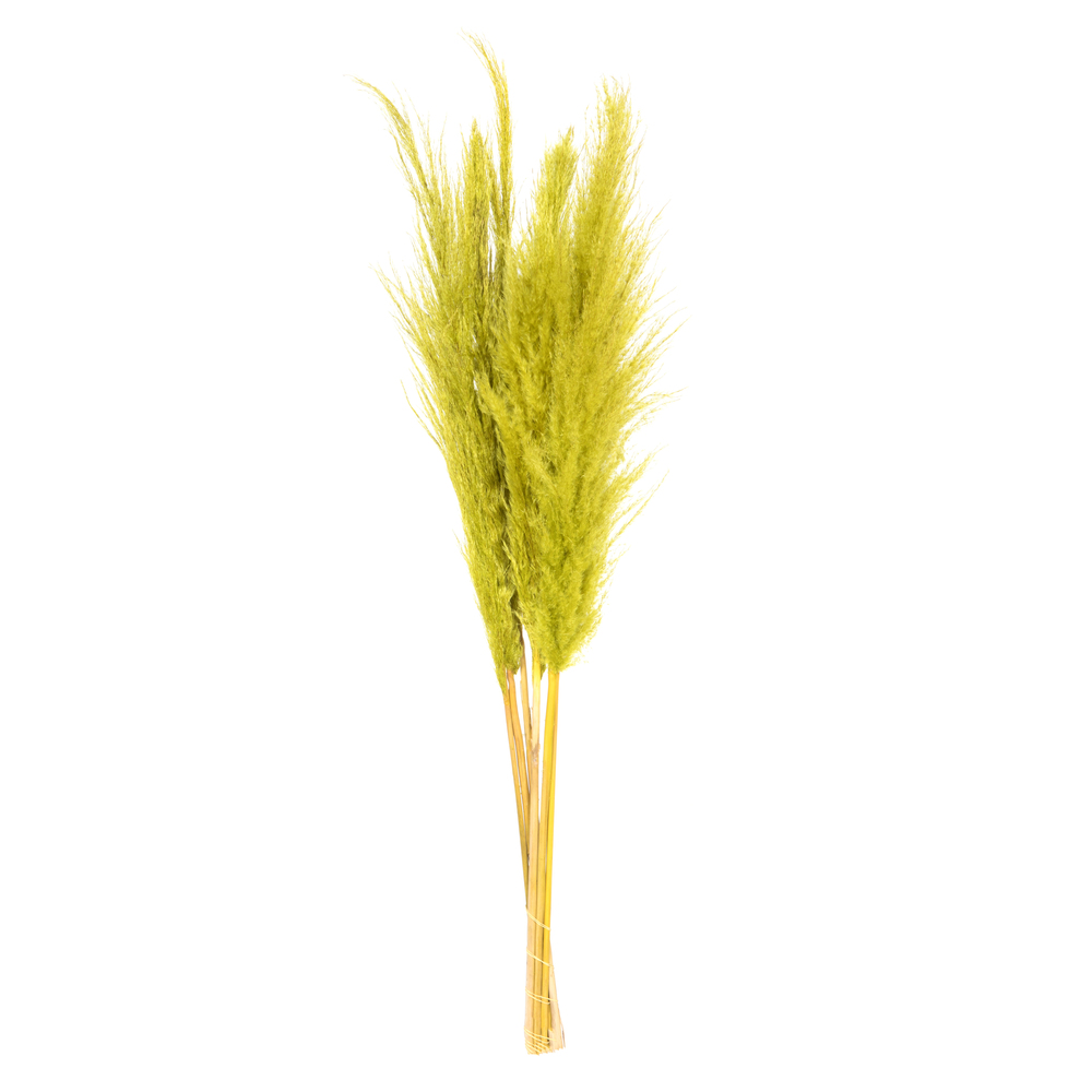 Picture of Vickerman H2PPS105-6 46 in. Pampas Grass&#44; Light Basil Green - Pack of 6