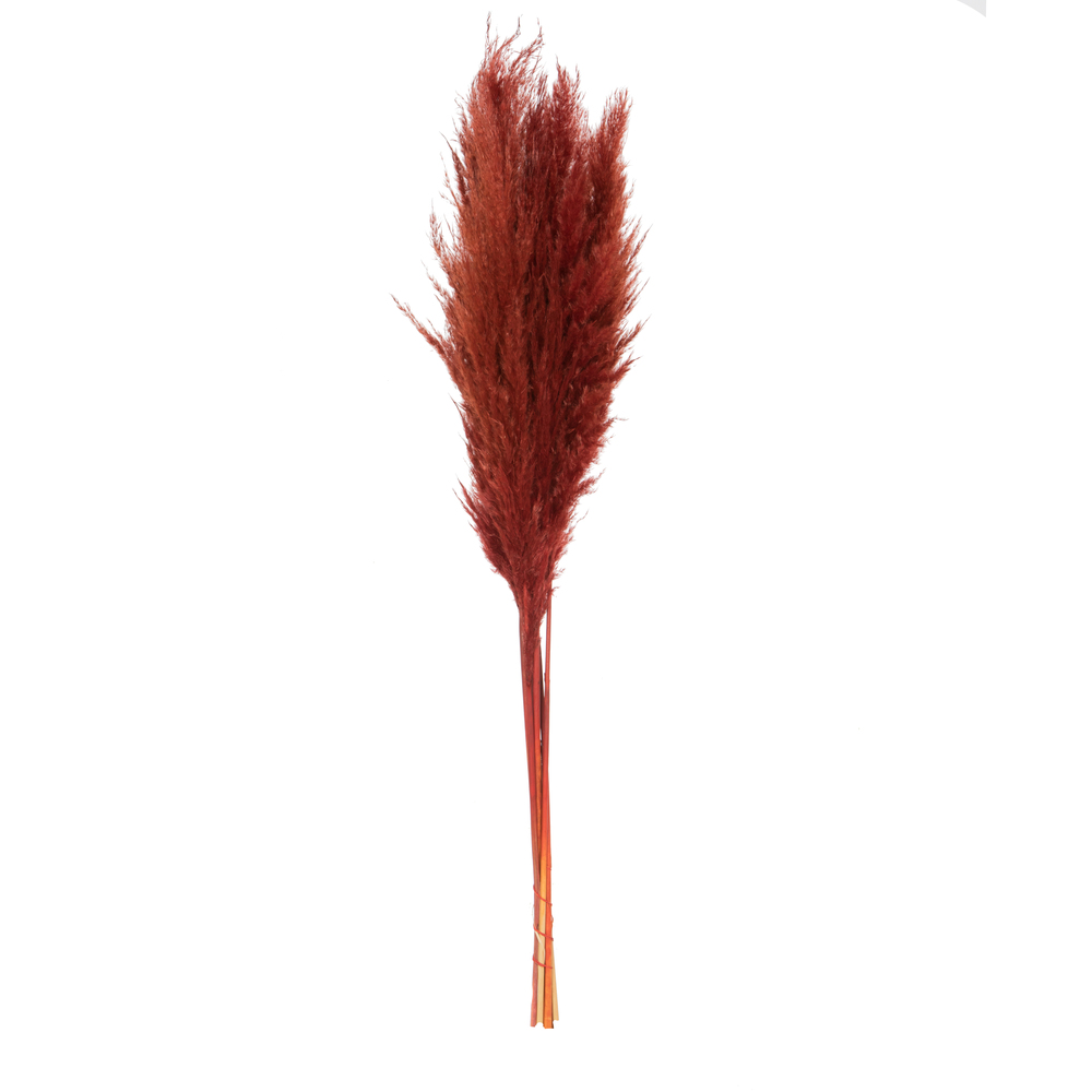 Picture of Vickerman H2PPS475-6 46 in. Pampas Grass&#44; Bordeaux - Pack of 6
