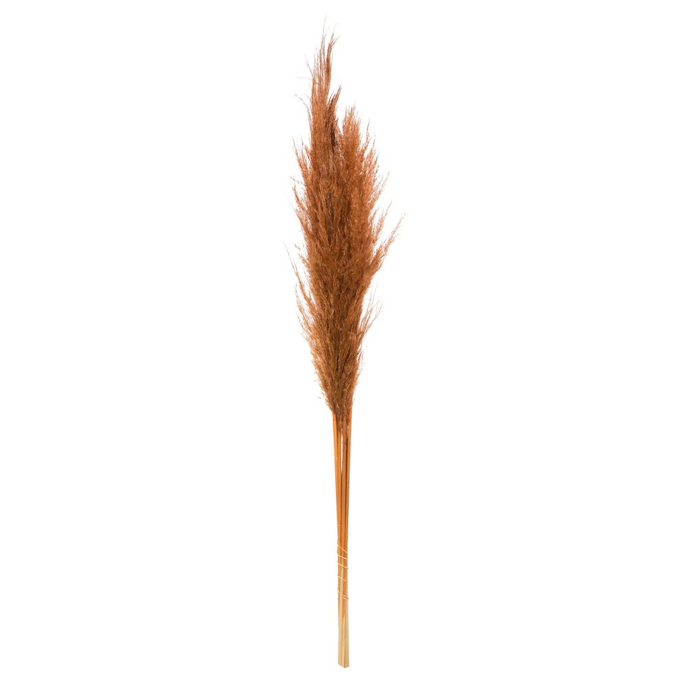 Picture of Vickerman H2PPS800-6 46 in. Pampas Grass&#44; Mocha Brown - Pack of 6
