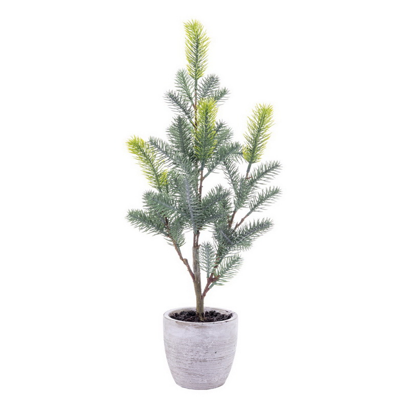 19 in. Blue Spruce Sapling Potted