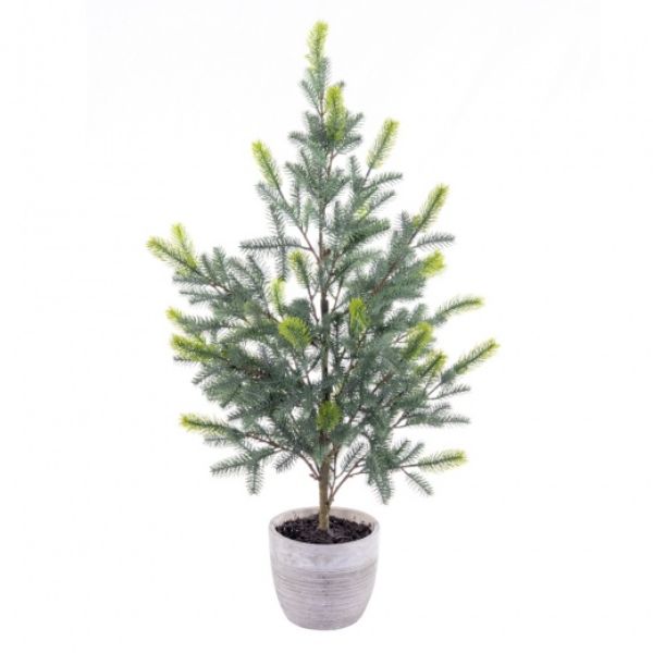 37 in. Blue Spruce Sapling Potted