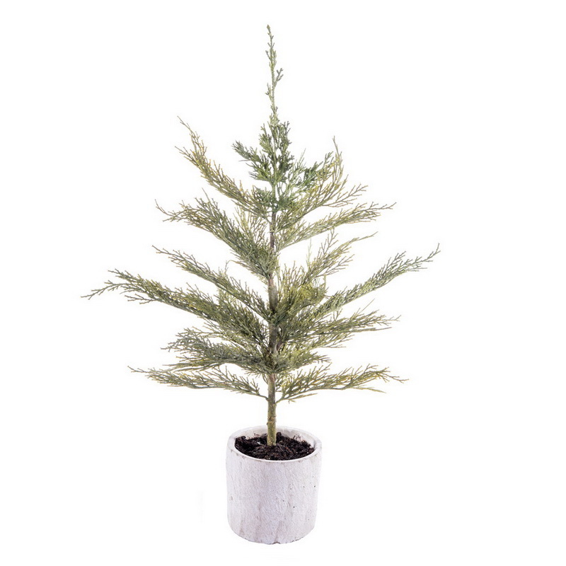 EH214024 24 in. Green Cedar Sapling Potted