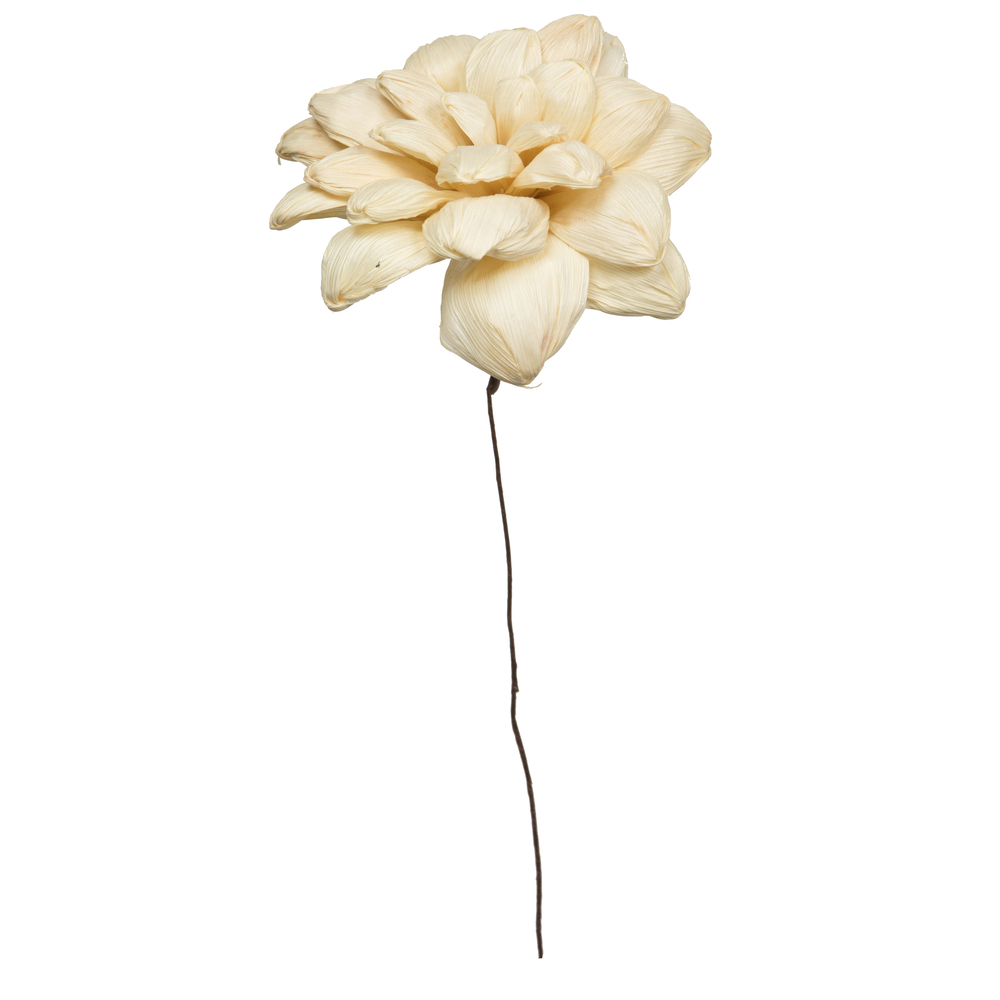 6 in. Bleachd Maize Dahlia on 18 in. Stem - Pack of 6