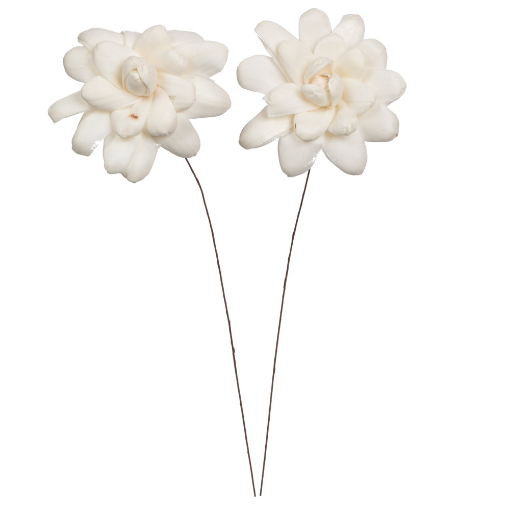4 in. Eleanor Sola 12 in. Stem Artificial Flowers, Natural - 12 per Bag