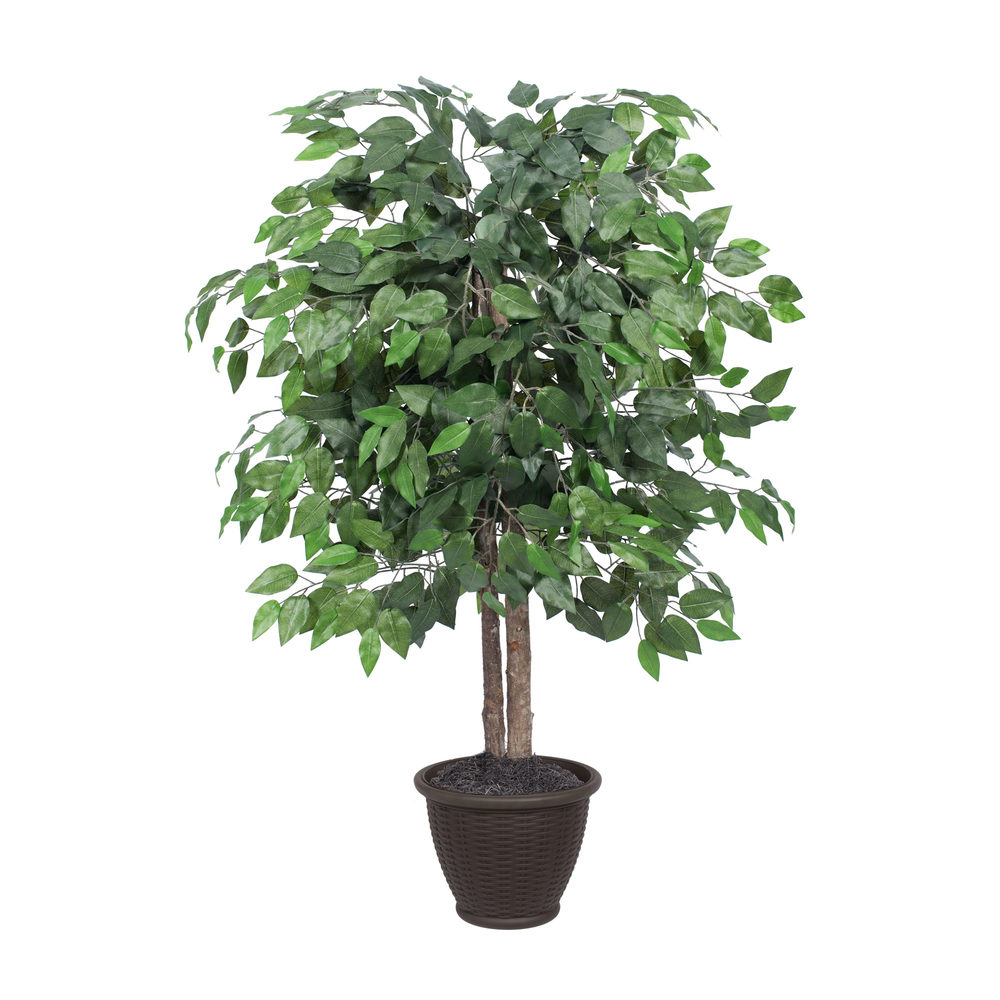 4 ft. Ficus Bush in Plastic Container
