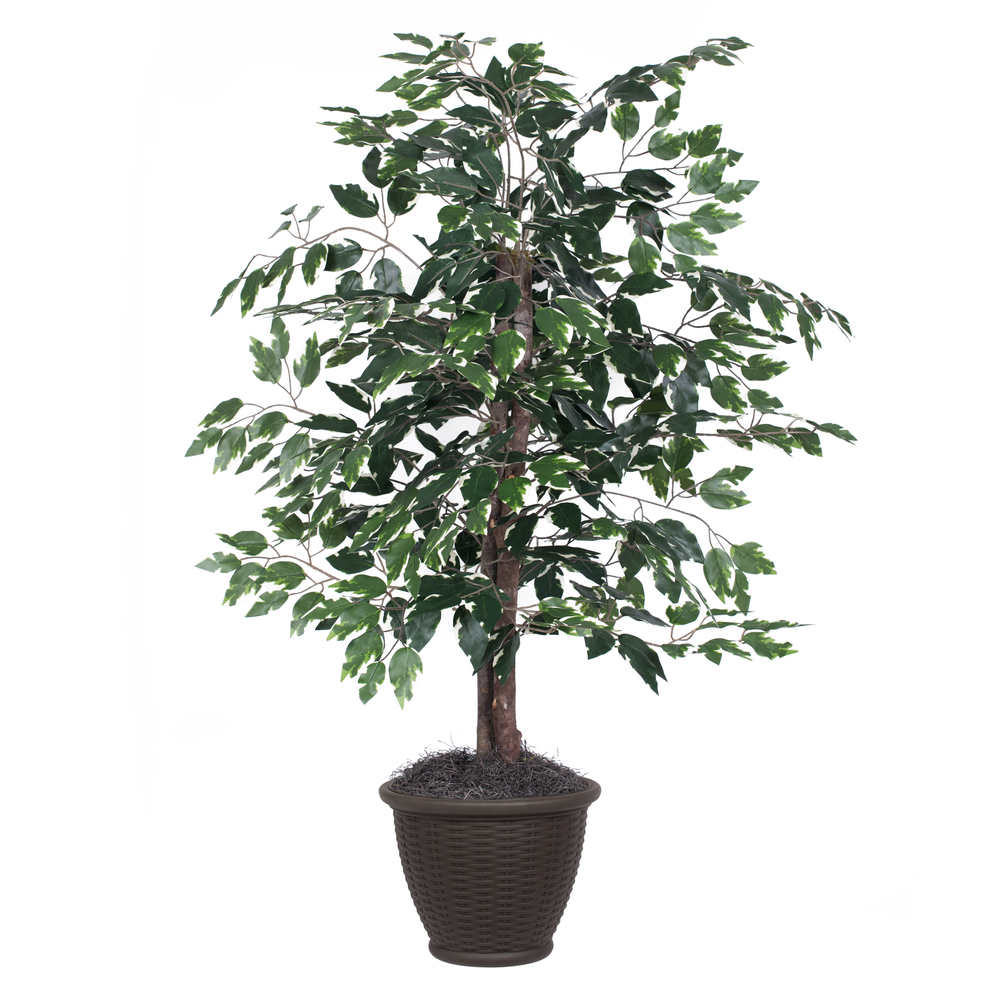 4 ft. Variegated Ficus Bush in Container Decorative Plant, Green & White