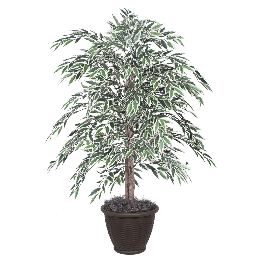 4 ft. Variegated Smilax Bush in Container Decorative Plant, Green, White