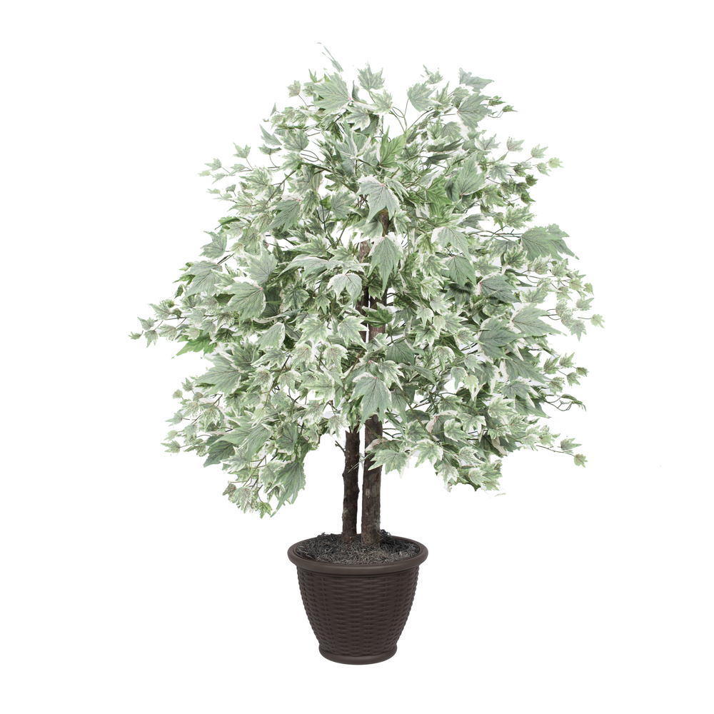 4 ft. Silver Maple Bush in Plastic Container Decorative Plant, Dark Green