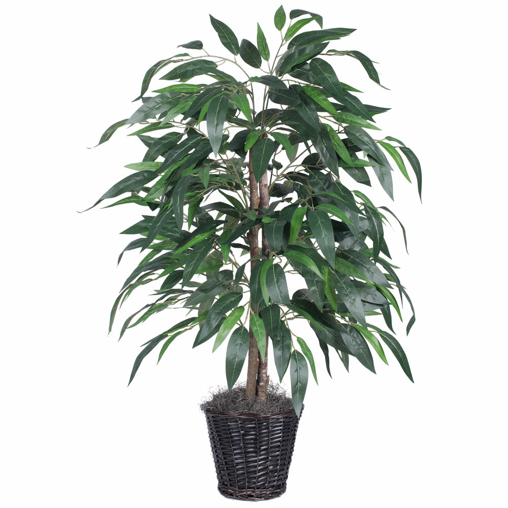 4 ft. Mango Bush in Plastic Container