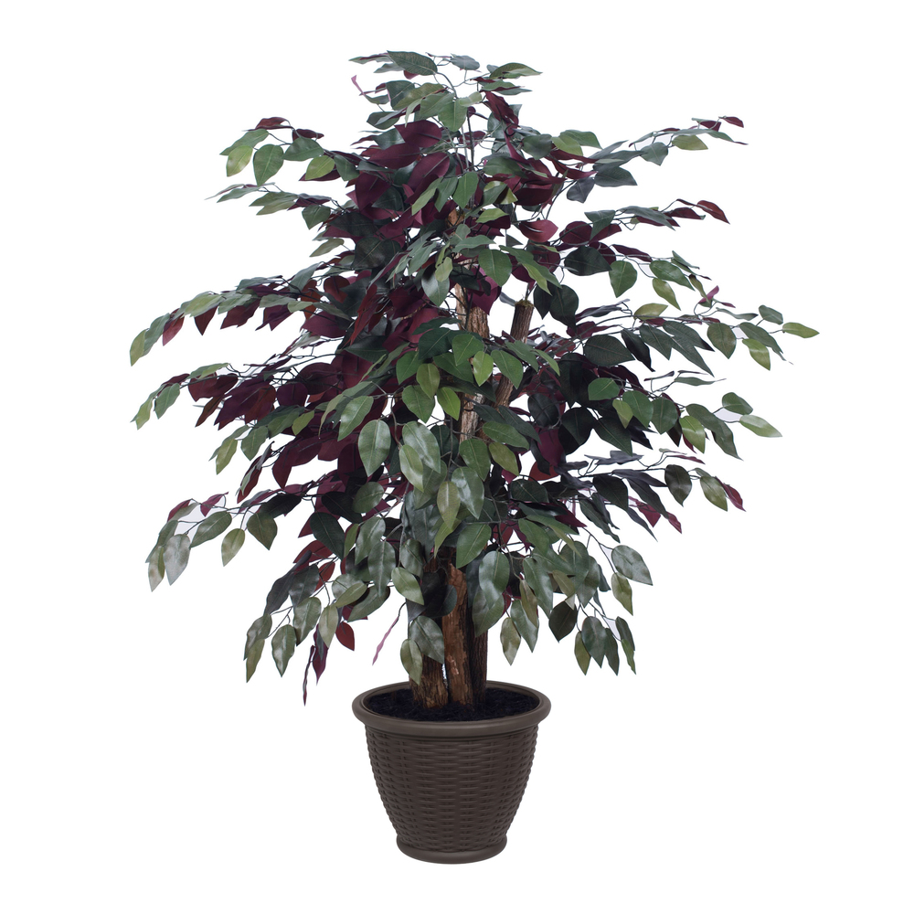 TXX0340-RB 4 ft. Capensia Extra Full Bush in Plastic Cont, Green & Red