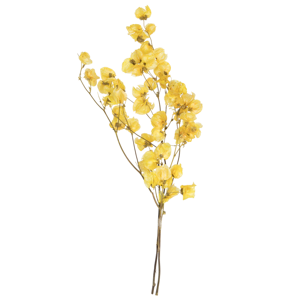 Picture of Vickerman H2CAR700 13.5-17 in. Cara Blossom Bundle&#44; Yellow