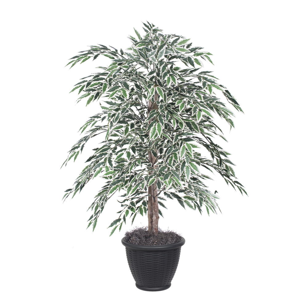 4 ft. Variegated Smilax Bush in Gray Pot Plant, Green & White