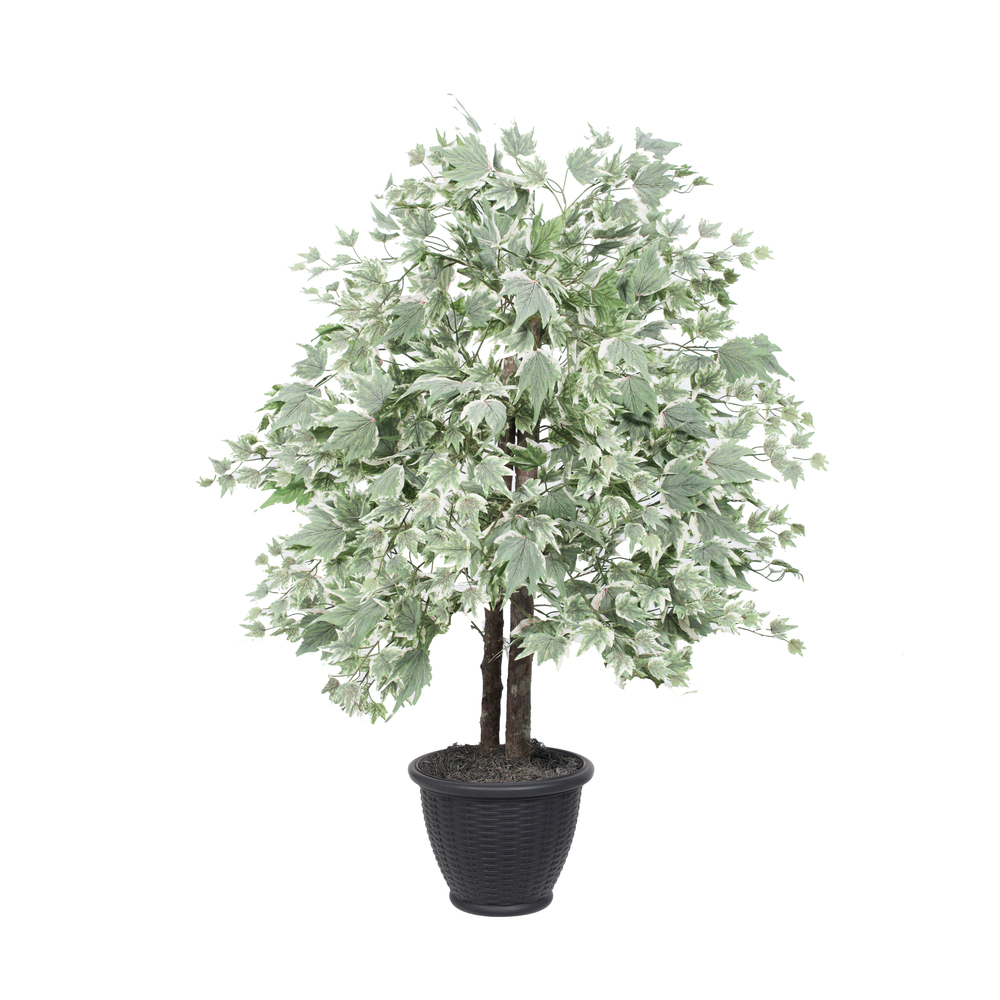 4 ft. Silver Maple Bush in Gray Plastic Pot Plant, Dark Green