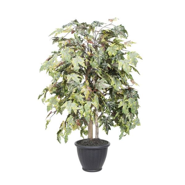 4 ft. Frosted Maple Bush Tree in Pot, Green & Gray