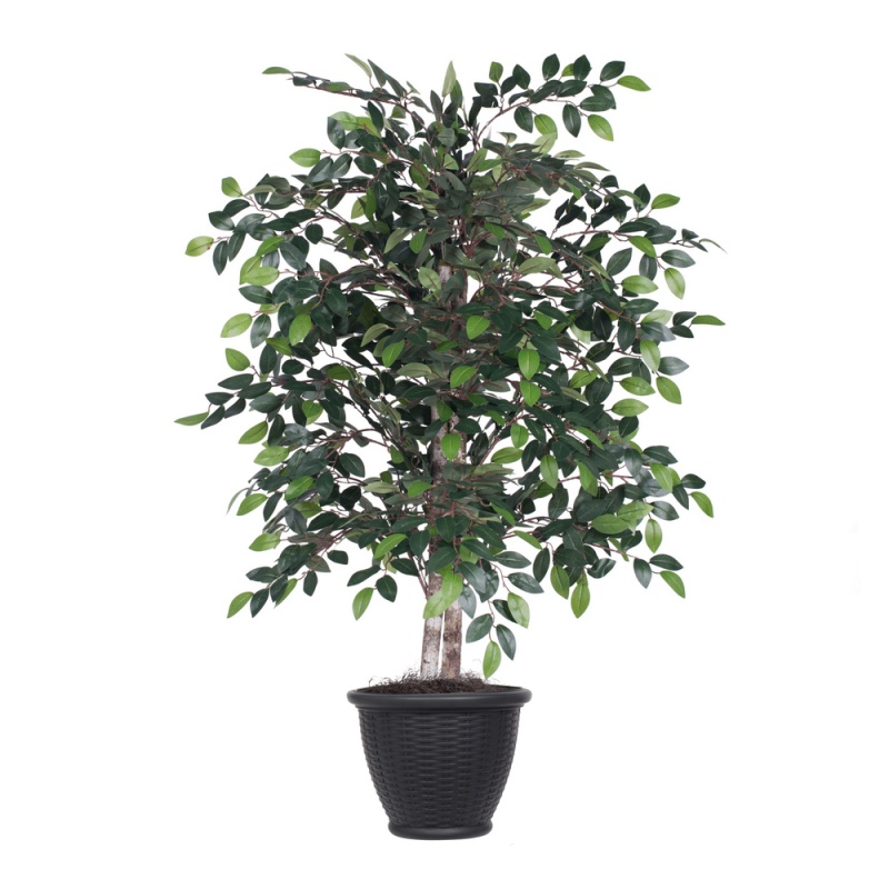 4 ft. Mini Ficus Bush Plastic Pot, Gray