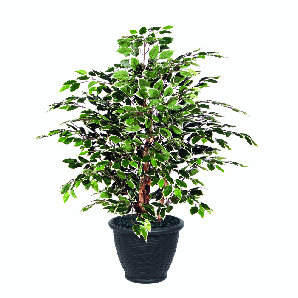 4 ft. Variegated Extra Full in Gray Pot Decorative Plant, Green & White
