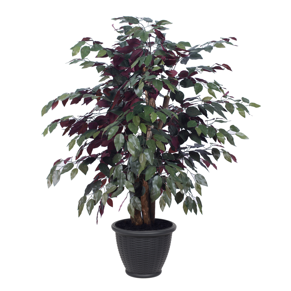 4 ft. Capensia Extra Full Bush in Gray Pot, Green & Red