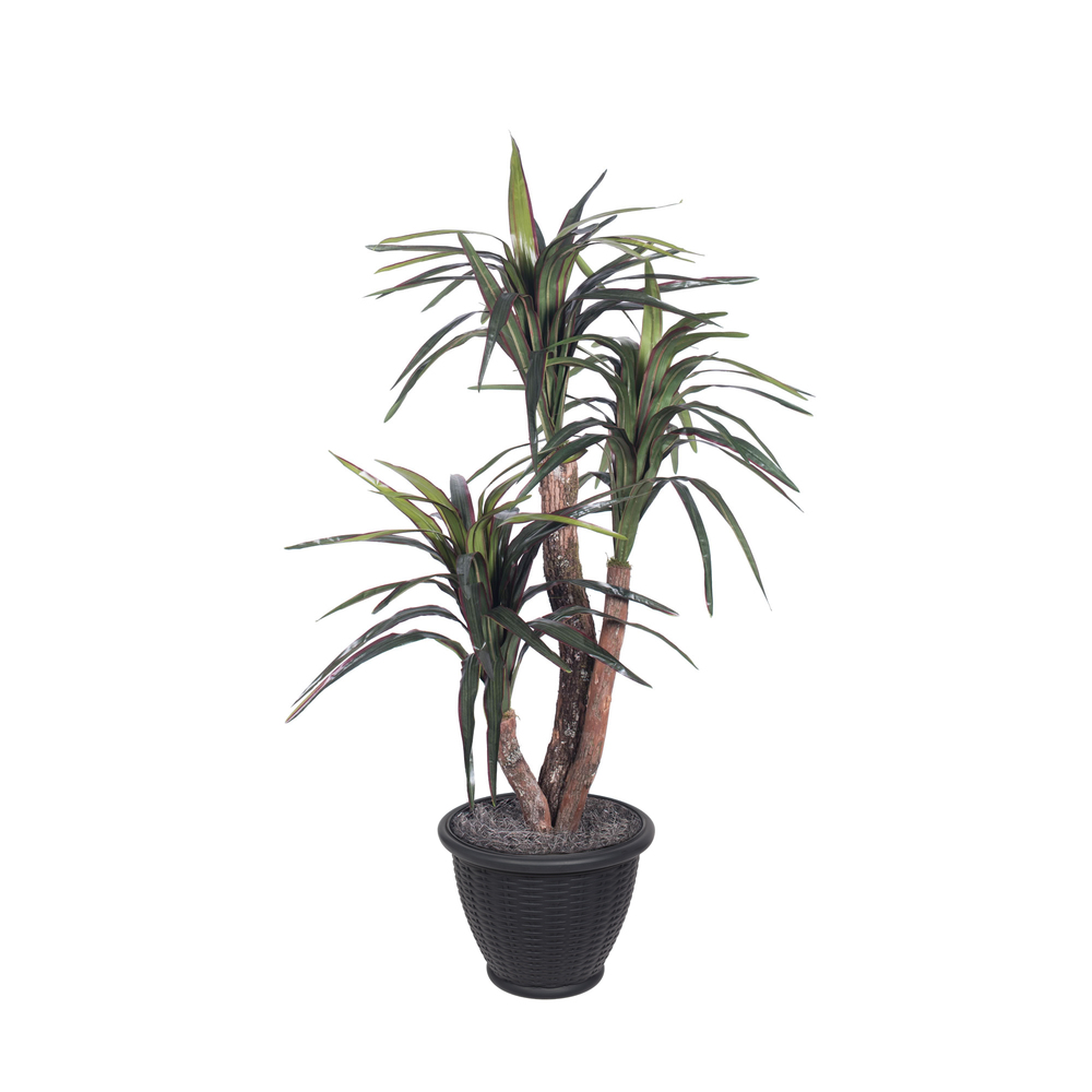 4 ft. Marginata Extra Full in Gray Pot Plant, Dark Green